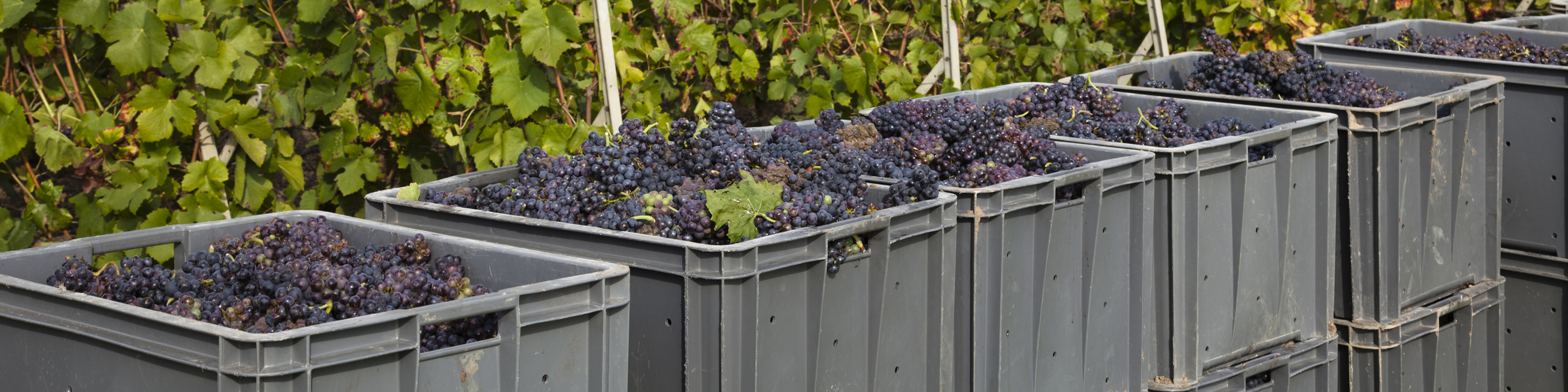Agricultural Containers